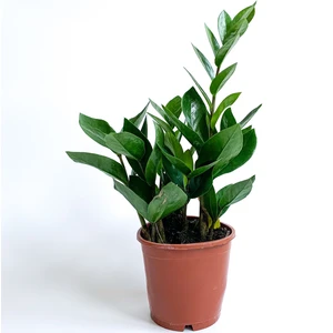 Maison Plants Zamia Bitkisi - Zamioculcas