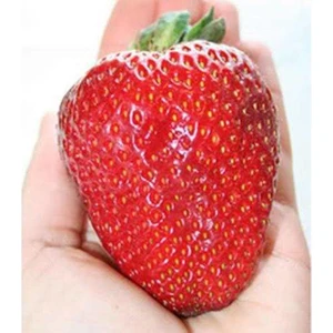 Murat Tohumculuk Murat Tohum Dev Çilek Tohumu America Çileği Tohumu Ekim Seti 10 Adet Tohum  SaksıToprak