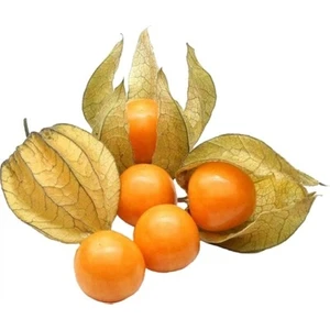 Ata Tohumculuk 10 Adet Tohum Tropikal Güney Feneri Tohumu Saksı Toprak  Yeni Ürün