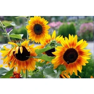 Süs Ayçiçeği Tohumu 50'li