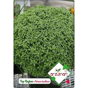 Küçük Çiftlik Top Reyhan (Fesleğen) (100 Adet)