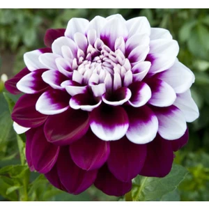 10 Adet Yıldız Çiçeği Tohumu Karışık Dahlia Yıldız Çiçek Tohumu + Saksı Toprak