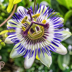 3 Adet Çarkıfelek Çiçeği Tohumu Passiflora Çiçeği Tohumu Çiçek Tohumu + Saksı Toprak