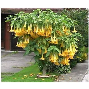 5 Adet Tohum Angel Trumpet Çiçeği Meleklerin Borozanı Çiçek Tohumu