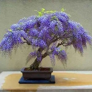 Ata Tohumculuk 5 Adet Tohum Bodur Jakaranda Bonsai Ağacı Tohumu Yeni Sezon