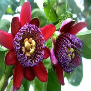 Serdar Çam Tohumculuk Nadir Passiflora Quadrangularis Tohumu Ekim Seti 3 Tohum Pasiflora Tohumu Saksı Toprak Kombin