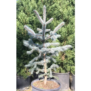 İnci Fidanlığı Aşılı Mavi Ladin (60-80 cm) (Picea Pungens Glauca "Hoopsii")