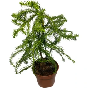 Bitki Fidanım Arokarya Salon Çamı Saksı Hariç 15-25 cm