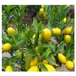 Uzay Bahçesi Limekuat Minik Limon Fidanı  80-100 cm