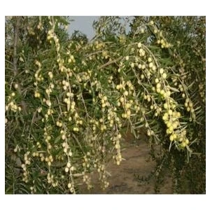 Uzay Bahçesi Yağlık / Bol Yağlı /bodur Zeytin Fidanı Arbequina Cins 30-50 cm