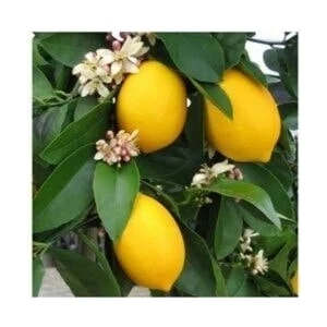 Uzay Bahçesi Soğuklara Dayanıklı,bodur Cins,ince Kabuklu Limon Fidanı Mayer   80-100 cm