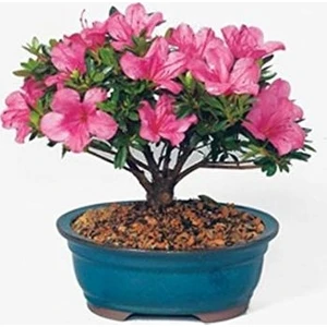 6 Adet Orkide Bonsai Ağacı Tohum Bodur Bonsai Orkide Ağacı Tohumu