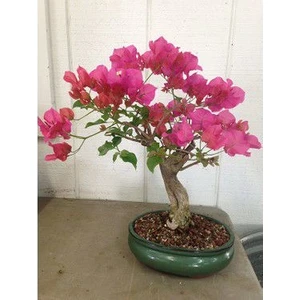5 Adet Orkide Bonsai Ağacı Tohum Bodur Bonsai Orkide Ağacı Tohumu + Saksı + Toprak