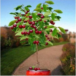 5 Adet Tohum Bodur Bonsai Kiraz Ağacı Tohumu Bonzai Tohumu