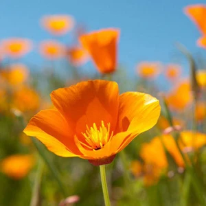 20 Adet Tohum Karışık Acem Lalesi Tohumu Çiçek Tohumu + Saksı + Toprak