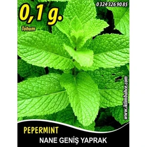 Nane Tohumu Geniş Yaprak - 0,035 G   Takribi 130 Tohum