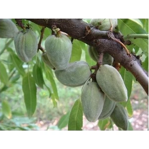 Taşkar Peyzaj Ferraduel Badem Fidanı ( Aşılı - 2 Yaş ) - Açık Kök - 100-120 cm