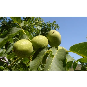 Taşkar Peyzaj Bilecik Ceviz Fidanı ( 2 Yaş - Açık Kök ) 40-60 cm