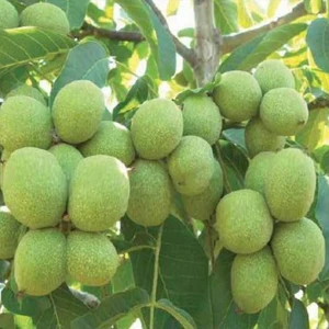 Taşkar Peyzaj Kaman Ceviz Fidanı ( 2 Yaş - Açık Kök ) 40-60 cm