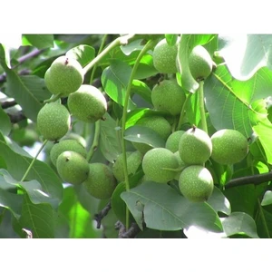 Taşkar Peyzaj Alltay Ceviz Fidanı ( 2 Yaş - Açık Kök ) 40-60 cm
