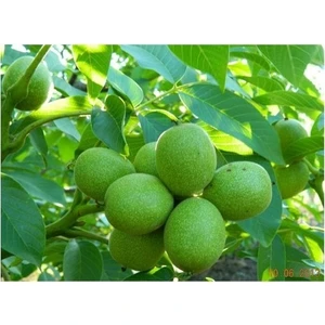 Taşkar Peyzaj Fernette Ceviz Fidanı ( 2 Yaş - Açık Kök ) 40-60 cm