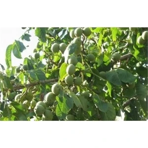 Taşkar Peyzaj Şebin Ceviz Fidanı ( 2 Yaş - Açık Kök ) 40-60 cm