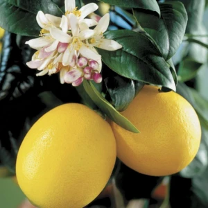 Ev Ve Bahçe  Tüplü Bodur Tipte Çok Yaşlı Üzeri Meyveli Mayer Limon Fidanı Balkon ve Iç Mekan Için Ideal