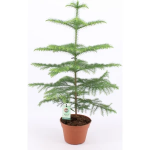 Murat Tohumculuk Murat Tohum Arakorya Çamı Ağacı Tohumu Salon Çamı Ağacı Tohumu Ekim Seti 3 Adet Tohum + Saksı + Toprak