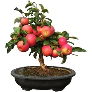 5 Adet Tohum Bodur Bonsai Elma Ağacı Tohumu Elma Tohumu