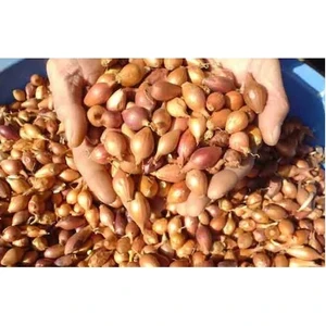 100 Adet Eko Paket Kıska Soğan Tohumu Soğan Tohumu Soğan Kıskası Tohum