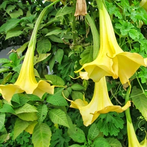 5 Adet Tohum Angel Turumpet Çiçeği Tohumu Melek Çiçeği Tohumu Angel Çiçeği