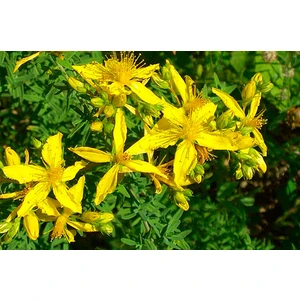 10 Adet Tohum Sarı Kantaron Tohumu Kantaron Tohumu + Saksı Toprak