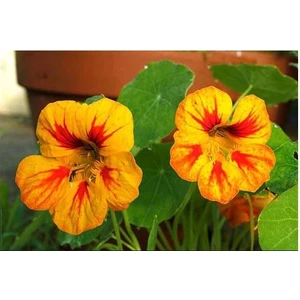 10 Adet Tohum Latin Çiçeği Latin Çiçek Tohumu + Saksı + Toprak