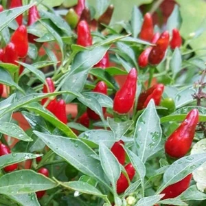 50 Adet Acı Biber Tohumu Yediveren Biber Tohumu Süs Biber Tohumu