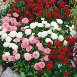 Karışık Şeker Tabağı Çiçeği Tohumu Çiçek Tohumu 20 Tohum