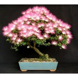 5 Adet Tohum Bodur Bonsai Gülibrişim Ağacı Bonzai Tohumu