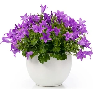 10 Adet Tohum Çan Kadehi Çiçeği Tohumu Çiçek Tohumu + Saksı + Toprak