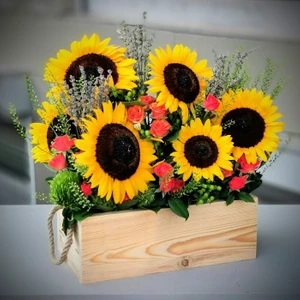 Süs Ayçiçeği Tohumu 5 Adet Ay Çiçeği Tohumu Çiçek Tohumu