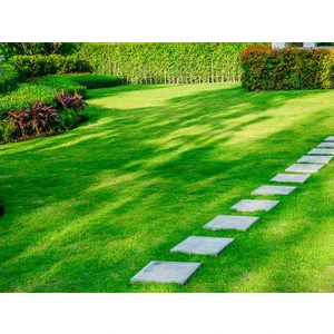 500 gr Çim Tohumu Ithal 3lü Karışım Özel Çim Tohumu