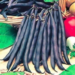 100 Adet Tohum Süper Paket Siyah Fasulye Tohumu Sırık Fasulye Tohumu