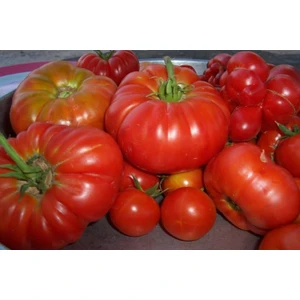 100 Adet Mis Kokulu Yayla Domatesi Tohumu Domates Tohumu