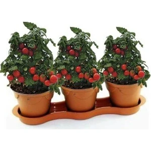 Serdar Çam Tohumculuk Nadir Cherry Domatesi Tohumu Ekim Seti Saksılık Domates Tohumu 10 Tohum Saksı Toprak Kombin