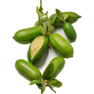 Serdar Çam Tohumculuk Nadir Ithal Parmak Limon Tohumu 3 Tohum