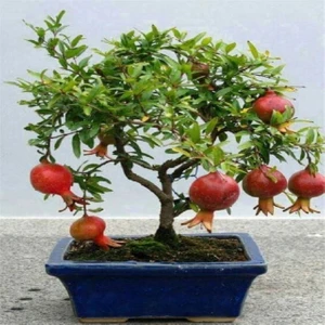 Murat Tohumculuk Murat Tohum Bodur Bonsai Nar Ağacı Tohumu Ekim Seti 5 Adet Tohum Seti SaksıToprak