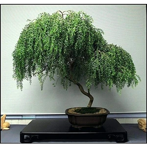 Murat Tohumculuk Murat Tohum Bodur Bonsai Kıbrıs Akasya Ağacı Tohumu Ekim Seti 5 Adet Tohum Toprak  Saksı