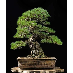 Murat Tohumculuk Murat Tohum Bonsai Fıstık Çamı Ağacı Tohum Ekim Seti 5 Adet Tohum  Saksı  Toprak