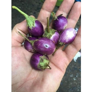 Serdar Çam Tohumculuk Nadir Ithal Thailand Minyatür Patlıcan Tohumu Ekim Seti 5 Tohum Saksı Toprak Kombin