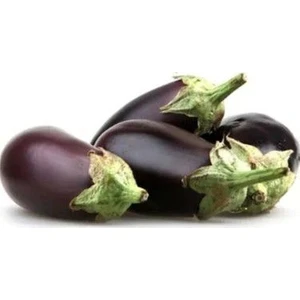 Serdar Çam Tohumculuk Meşhur Kurutmalık Dolmalık Antep Patlıcanı Tohumu Ekim Seti Patlıcan Tohumu Saksı Toprak Kombin