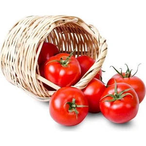 Serdar Çam Tohumculuk Meşhur Falkon Domates Tohumu