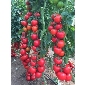 Sırık Domates Tohumu Domates Tohumu Sırık Domates 15 Adet Tohum